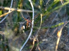 Frontinellina frutetorum