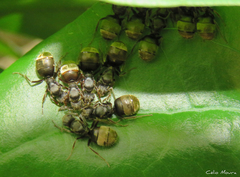 Dolichoderus bispinosus