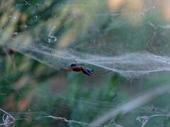 Frontinellina frutetorum