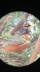 Turdus migratorius
