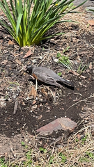 Turdus migratorius