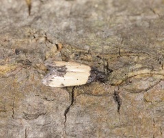 Tyrolimnas anthraconesa