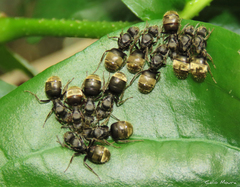 Dolichoderus bispinosus