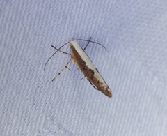 Argyresthia lata
