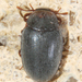 Hyporhagus punctulatus - Photo (c) Joshua Doby, some rights reserved (CC BY-NC), uploaded by Joshua Doby