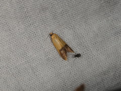 Tachystola stenoptera