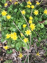 Ficaria verna