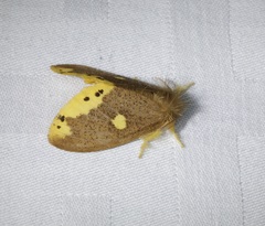 Euproctis quadrangularis