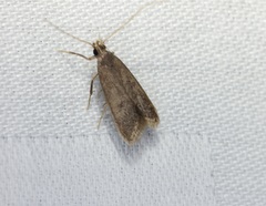Lecithocera platomona