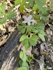Claytonia caroliniana