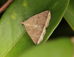 Lysimelia alstoni