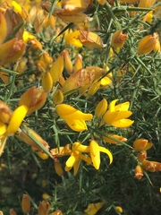 Ulex europaeus