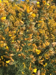 Ulex europaeus