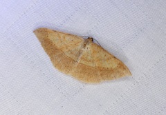 Pseudonadagara semicolor