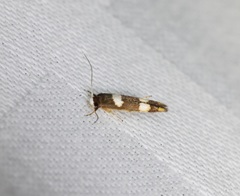 Stathmopoda paradiplaspis