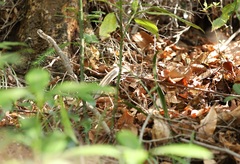 Elaphe quadrivirgata
