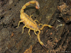 Tityus stigmurus