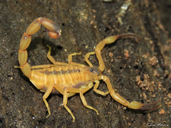 Tityus stigmurus
