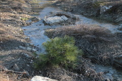 Pinus nigra pallasiana