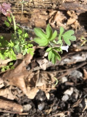 Phacelia ranunculacea