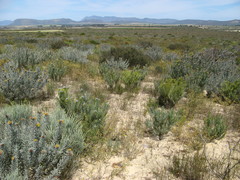 Leucospermum rodolentum