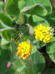 Medicago lupulina