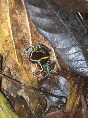 Phyllobates lugubris