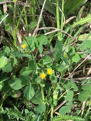 Medicago lupulina