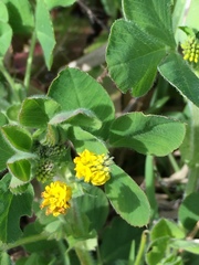 Medicago lupulina