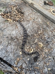 Bothrops mattogrossensis