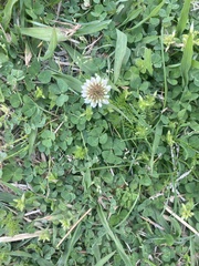 Trifolium repens