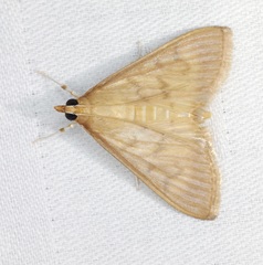 Crypsiptya coclesalis