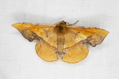 Fascellina plagiata