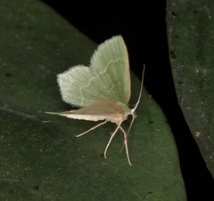 Idiochlora minuscula