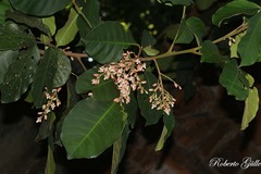 Guarea kunthiana