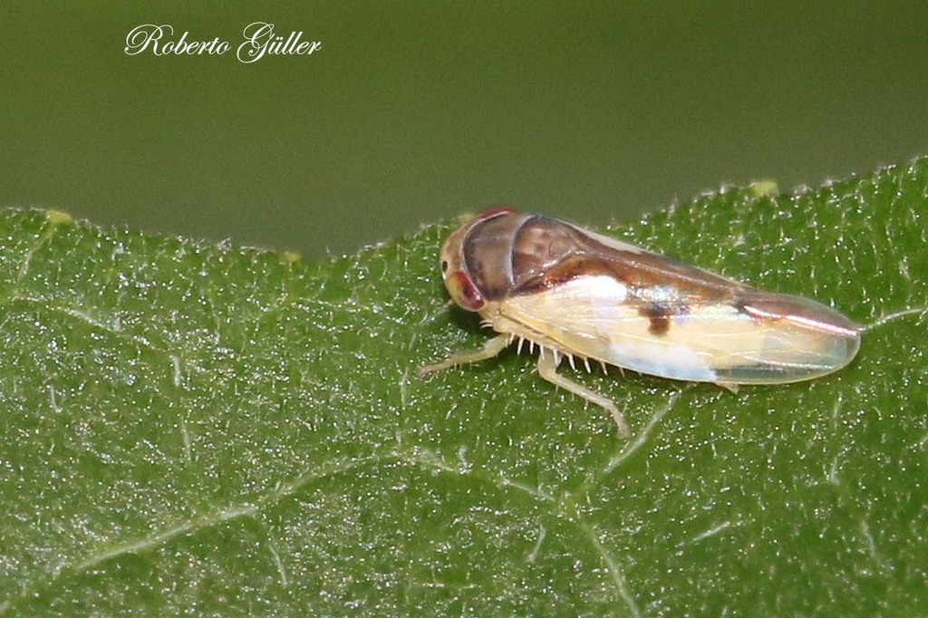 Neocrassana undata