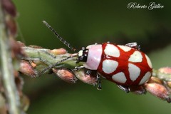 Omophoita magniguttis