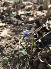 Hyacinthella micrantha