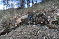 Hyacinthella micrantha