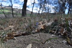 Hyacinthella micrantha