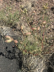 Astragalus praelongus