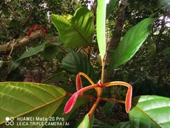 Fissistigma latifolium