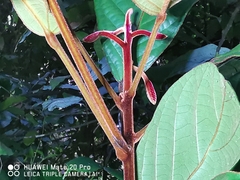 Fissistigma latifolium