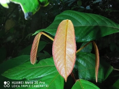 Fissistigma latifolium