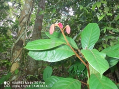 Fissistigma latifolium