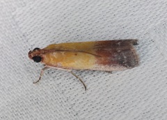 Piesmopoda semilutea