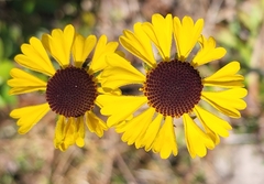 Helenium brevifolium