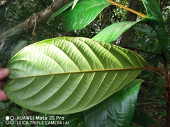 Fissistigma latifolium