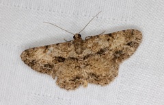 Psilalcis galsworthyi