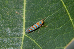 Ferrariana trivittata